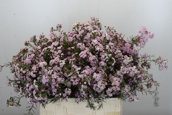 <h4>Chamelaucium Dancing Queen</h4>