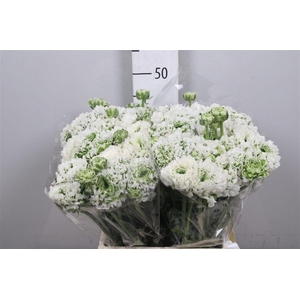 Ran Pon-pon Igloo Ex