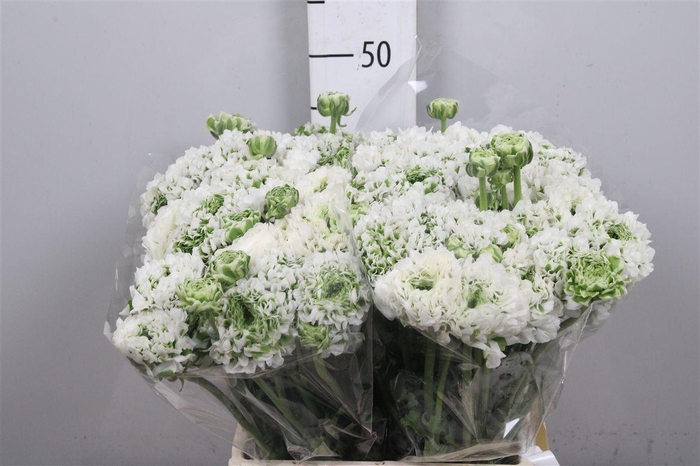 <h4>Ran Pon-pon Igloo White Ex</h4>