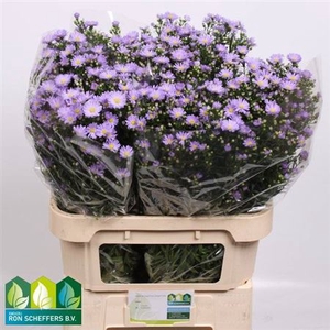 Aster Cassandra