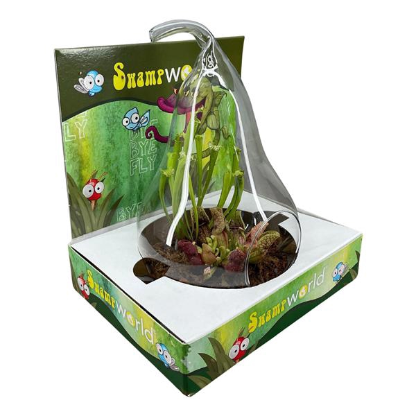 <h4>Terrarium peer glas in display</h4>
