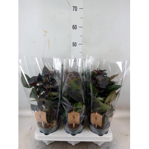 Anthurium  'Black Love'