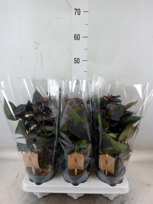 <h4>Anthurium  'Black Love'</h4>