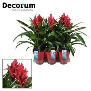 Guzmania Patricia in luxe ceramic 14Ø 45cm