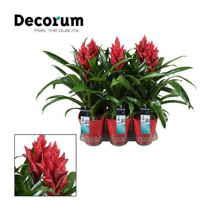 <h4>Guzmania Patricia in luxe ceramic 14Ø 45cm</h4>