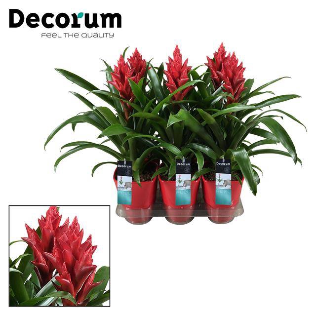 Guzmania Patricia in luxe ceramic 14Ø 45cm