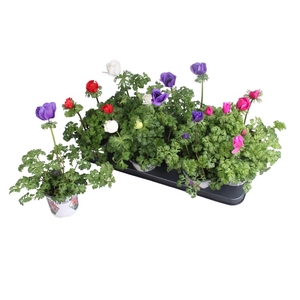 Anemoner Franske Mix