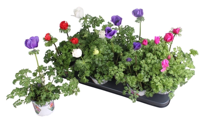 <h4>Anemoner Franske Mix</h4>