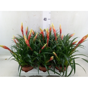 Vriesea  'Shannon'