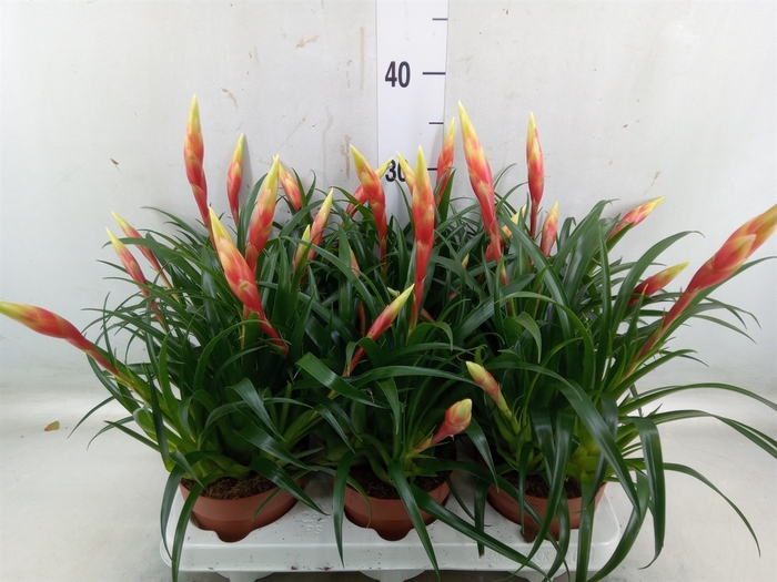 <h4>Vriesea  'Shannon'</h4>