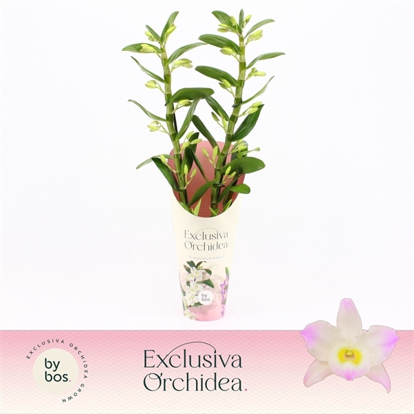 <h4>Dendrobium nobile Spring Dream 'Kumiko'</h4>