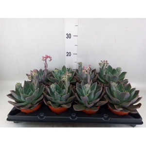 Echeveria   ...
