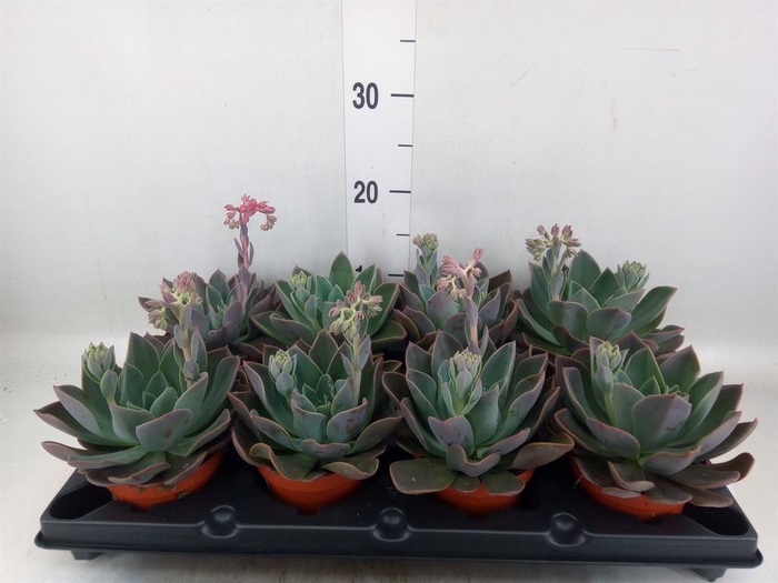 <h4>Echeveria   ...</h4>