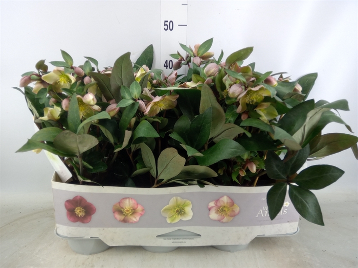 <h4>Helleborus x hybr. 'Viv Valeria'</h4>