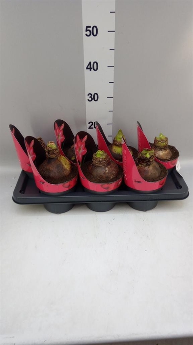 <h4>Hippeastrum   ...</h4>