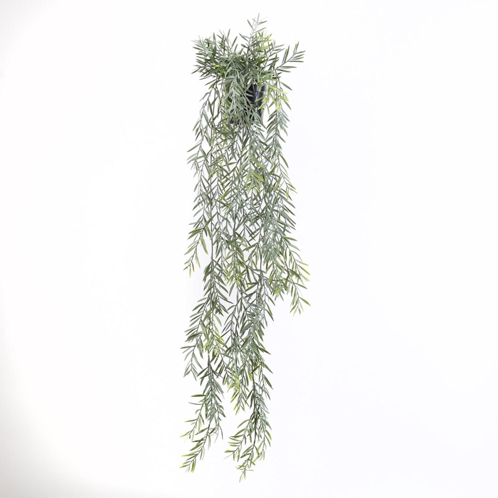 Acacia Hanging Plant in Pot Green GR110052GRN