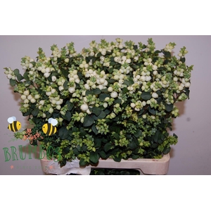 SYMPHO MAG LEMO LIME