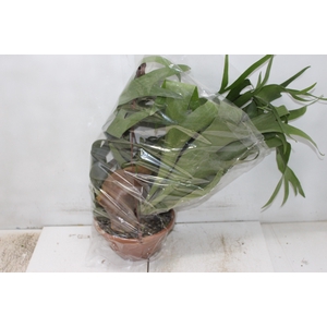 PLATYCERIUM ALCICORN C21