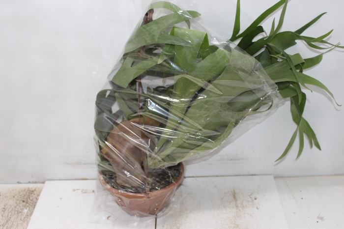 <h4>PLATYCERIUM ALCICORN C21</h4>