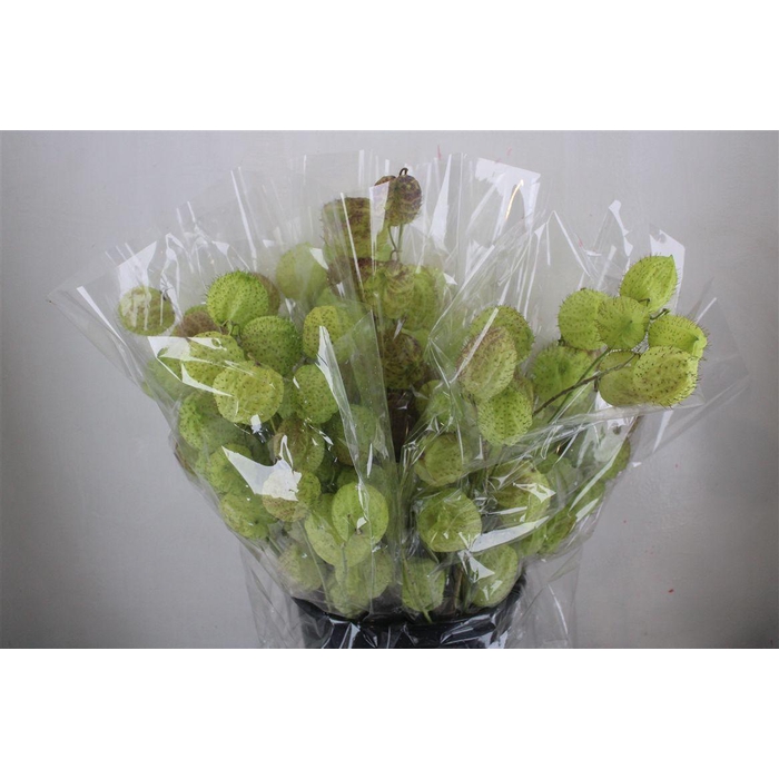 <h4>Asclepia Moby Dick Super P Bunch</h4>