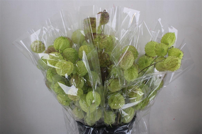 Asclepia Moby Dick Super P Bunch