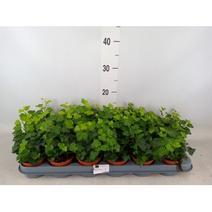 Hedera helix 'Wonder'