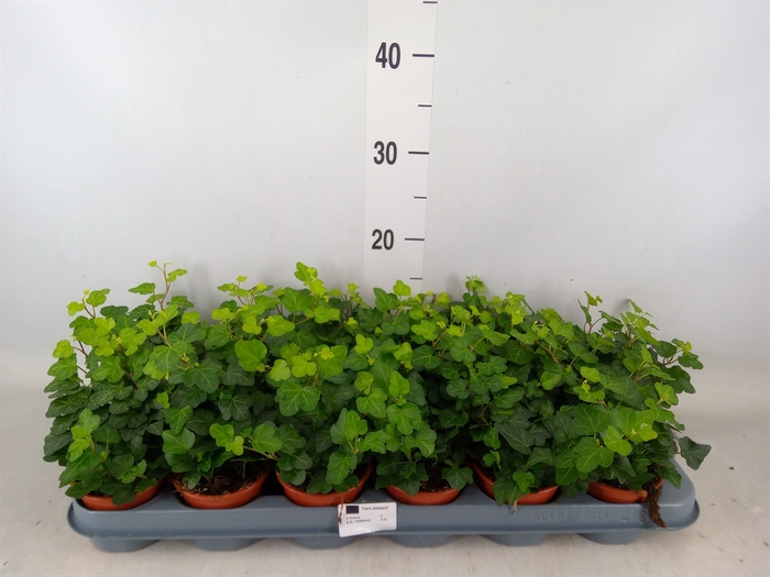 <h4>Hedera helix 'Wonder'</h4>