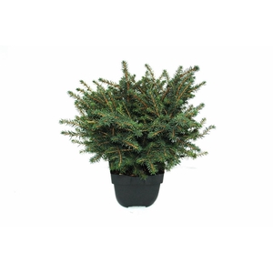 Picea omorika 'Karel' P17