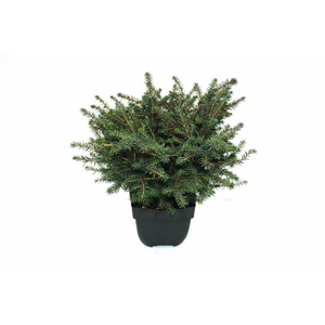 Picea omorika 'Karel' P17