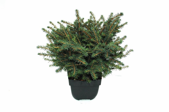 <h4>Picea omorika 'Karel' P17</h4>