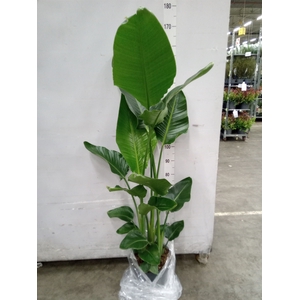 Strelitzia nicolai