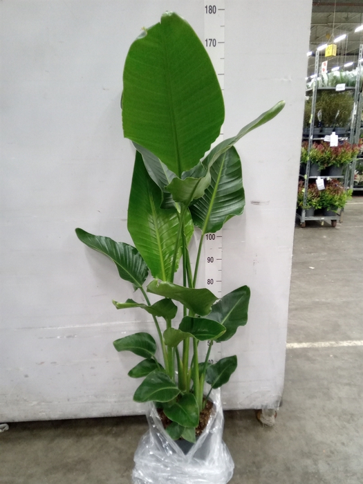 <h4>Strelitzia nicolai</h4>