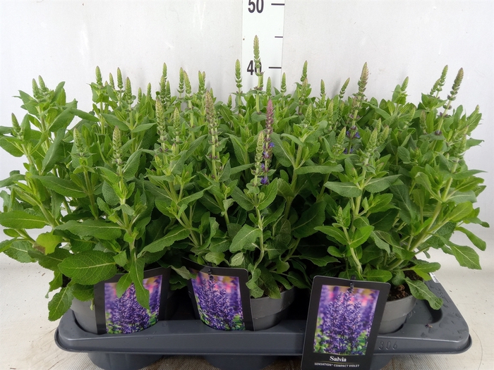 <h4>Salvia nemorosa</h4>