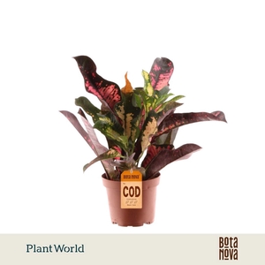 Codiaeum Wilma