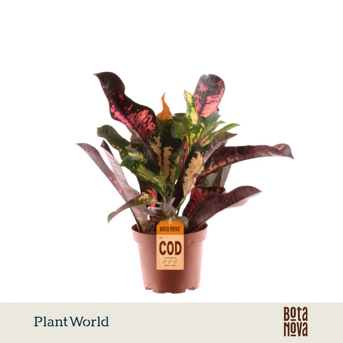 <h4>Codiaeum Wilma</h4>