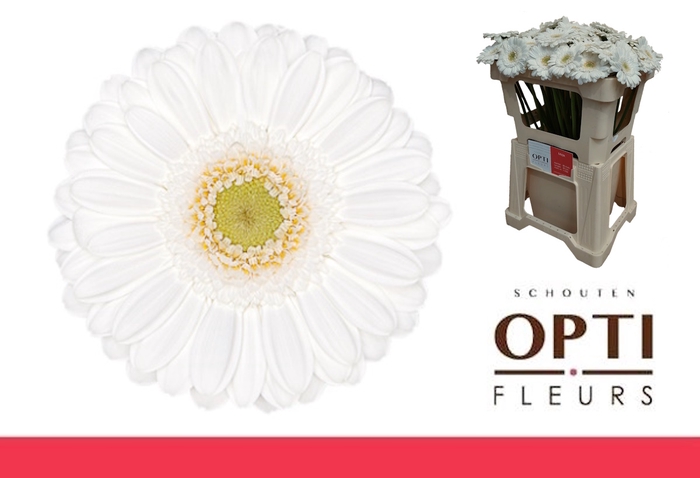 <h4>Germini Lobby Water</h4>