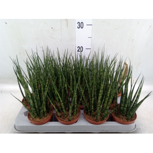 Sansevieria  'Fernwood'