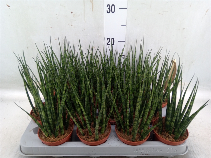 <h4>Sansevieria  'Fernwood'</h4>