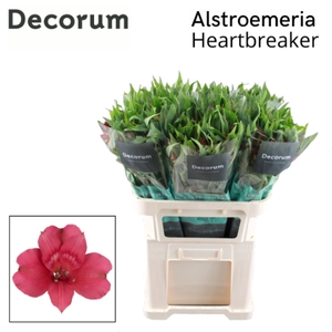 ALSTR HEARTBREAKER Decorum