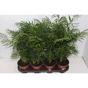 PALMEIRA CHAMAEDOREA ELEGANS P15