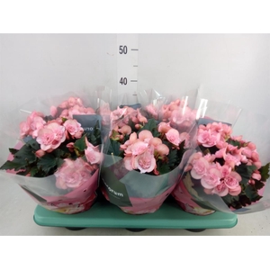 Begonia elat. DU 'Move2Joy Pink'