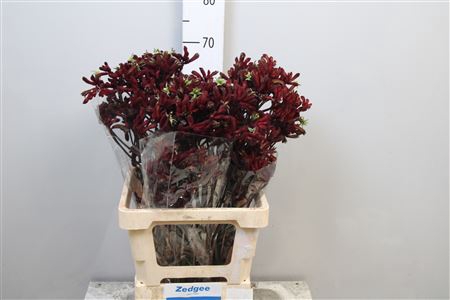 <h4>Anigoz Early Spring</h4>