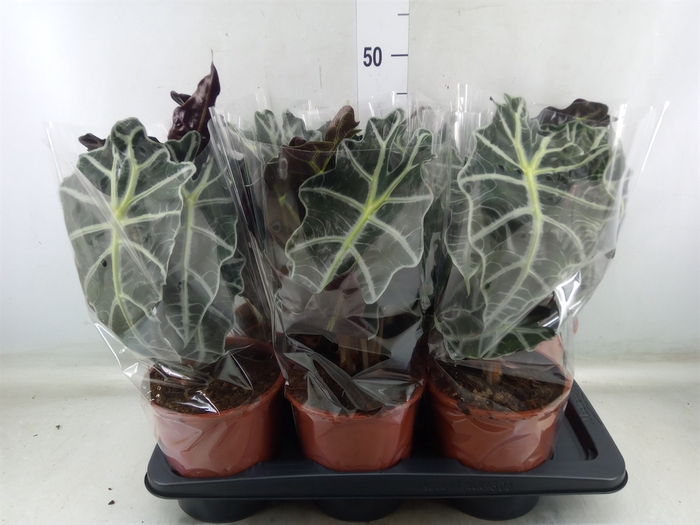 <h4>Alocasia amazonica 'Polly'</h4>