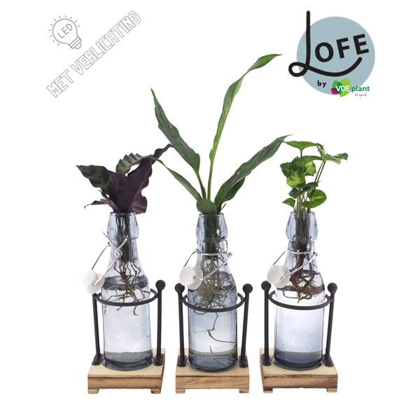 <h4>LOFE | Intenz mix in Ann getint glas + metalen houder + LED</h4>