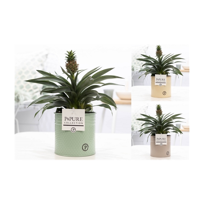 <h4>Ananas Rosita in P&PURE zinc Louise 4 mix</h4>