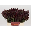 Leucadendron Saf Sunset Dark R.