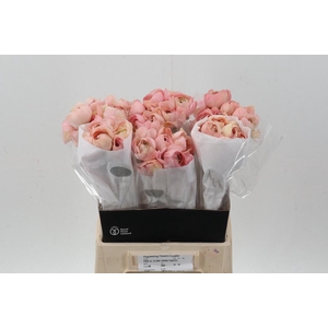 Ran Cloni Grand Pastel 45cm Ecu