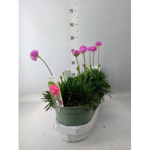 Armeria pseud.