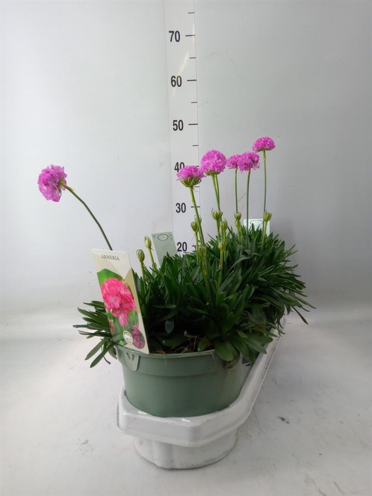 <h4>Armeria pseud.</h4>