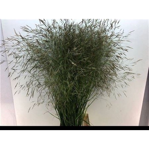 Siergras Sorghum A Panselaria